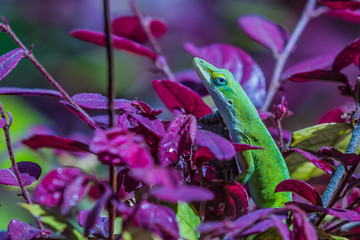 Green Anole (Anolis carolinensis)