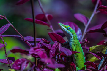 Green Anole (Anolis carolinensis)