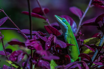 Green Anole (Anolis carolinensis)