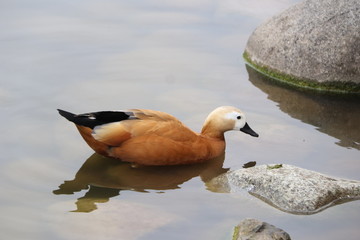 beautiful duck floating on the a lake surface in Chengdu