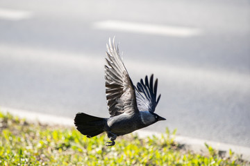 On a sunny day, the jackdaw spread its wings and flies low to the ground.