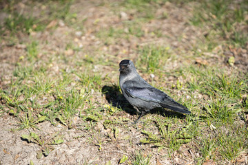 On a sunny day, the jackdaw looks for food in the green grass.