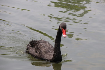beautiful black Swan floating on the a lake surface  in Chengdu