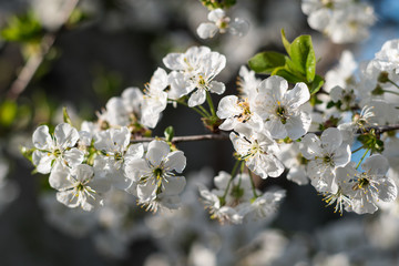 cherry tree blossom