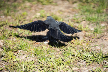 On a sunny day, the jackdaw spread its wings and flies low to the ground.
