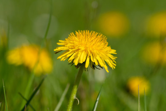 Simple beauty