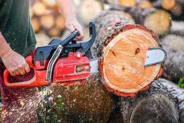 Woodcutter saws tree layed on grounmd.