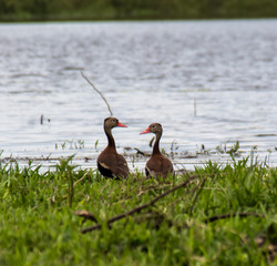 Ca&ntilde;o Negro ducks