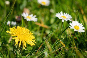 A dandelion among daisies