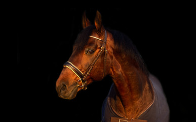 portrait of bay  sportive Trakehner stalion  horse-cover at black background. close up