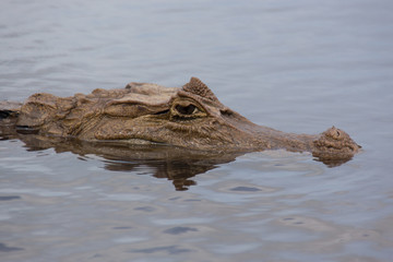 Crocodile