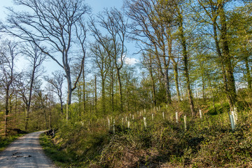 Wiederaufforsten im Mischwald