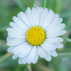 Centered daisy - poetic approach.