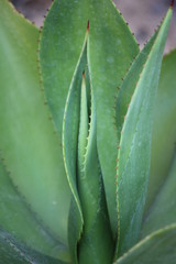 aloe vera leaves