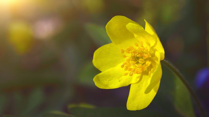 Obraz premium Yellow flowers Erantis in sunlight, macro shot. Spring came concept. Beautiful blossoming floral background.