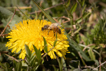 honeybee collects pollen on a dandelion flower