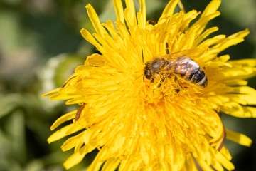 honeybee collects pollen on a dandelion flower
