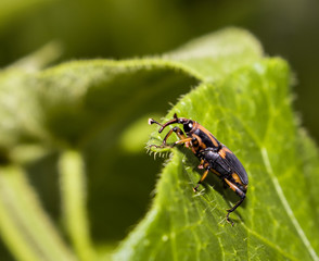 Bug