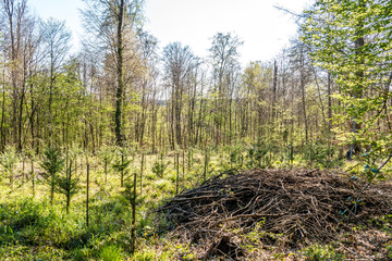 Wiederaufforsten und neuanpflanzen im Mischwald