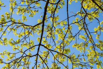 Branches of a yellow tree on a sunny day