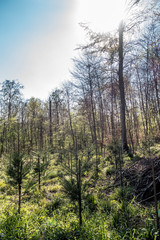 Wiederaufforsten und neuanpflanzen im Mischwald