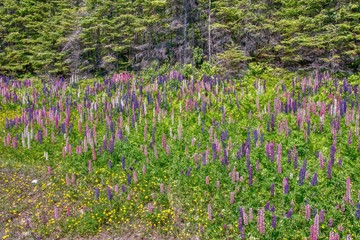 Lupines along Transcanda Highway 17 between Thunder Bay and Nipigon, Ontario