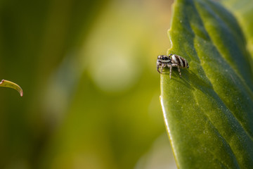 tiny zebra spider sits in a green plant and waits for prey