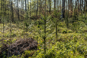 Wiederaufforsten und neuanpflanzen im Mischwald