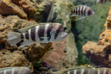The frontosa Cichlid, humphead Cichlid (Cyphotilapia frontosa) in freshwater aquarium, the cichlid family endemic to Lake Tanganyika in East Africa. a hump on the head which increases with age.
