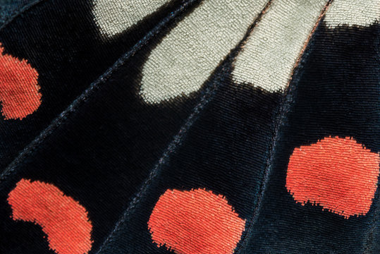 Closeup The Common Rose wing, butterfly wing detail texture 