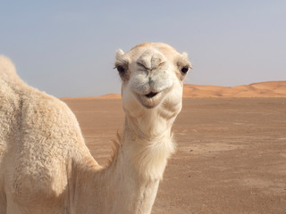 Camello en el Desierto del Sahara en Marruecos