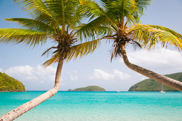 Palm trees curve together over a postcard perfect Caribbean beach scene in the Virgin Islands
