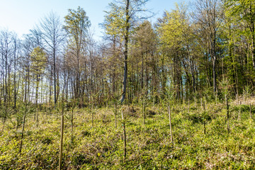Wiederaufforsten und neuanpflanzen im Mischwald