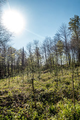 Wiederaufforsten und neuanpflanzen im Mischwald