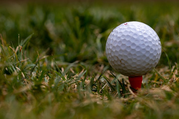 Fototapeta premium Golf ball in the grass in a fairway on a golf course