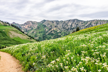 Fototapeta na wymiar Albion Basin, Utah summer 2019 view of meadows trail in wildflowers season in Wasatch mountains with many white Jacob's ladder flowers