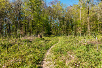 Wiederaufforsten und neuanpflanzen im Mischwald