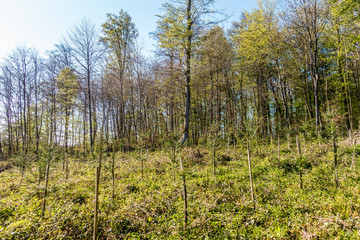 Wiederaufforsten und neuanpflanzen im Mischwald