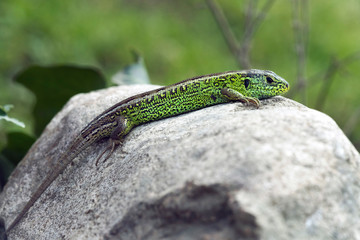 Zauneidechse, (Lacerta agilis)