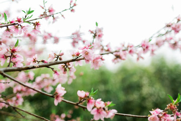 Fototapeta na wymiar Beautiful springtime flowers on a tree branch of a nectarine tree
