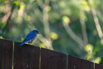 Blue bird on fence