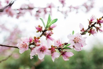 Close-up of beautiful nectarine blossoms in the springtime.