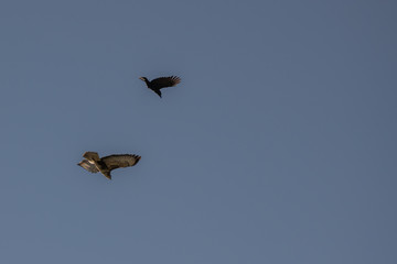 Buzzard in flight being attacked by a crow