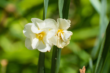 Small yellow daffodil flowers