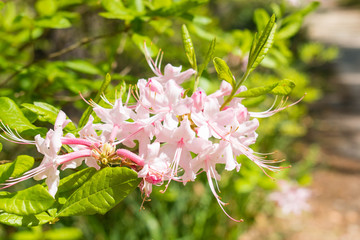 pink and white flowers
