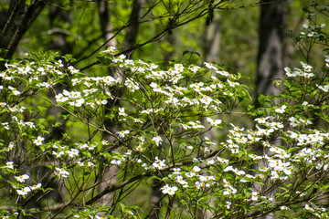 White flowering dogwood tree