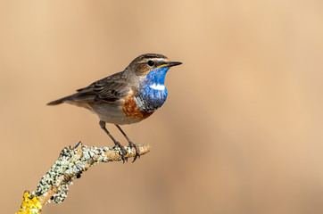 Bluethroat bird sitting on the reed ( Luscinia svecica )