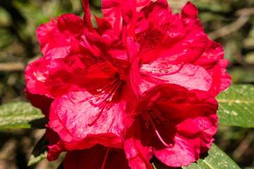 red hibiscus flower