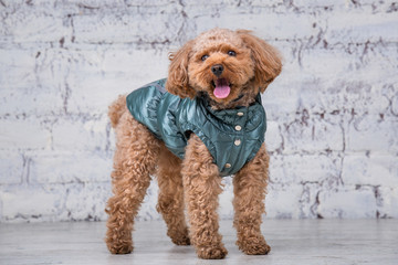 Small funny dog of brown color with curly hair of toy poodle breed posing in clothes for dogs. Subject accessories and fashionable outfits for pets. Stylish overalls, suit for cold weather for animal