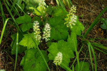 green moss in the forest